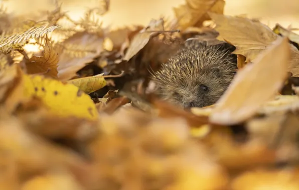 Picture autumn, look, nature, foliage, muzzle, hedgehog, hedgehog, bokeh, Peeps, autumn leaves, hedgehog, hedgehog