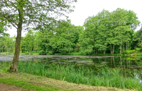 Picture summer, England, Pond, Stowe, trees, Buckinghamshire, Пруд Одиннадцати акров