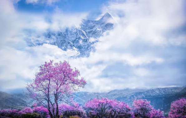 Picture clouds, snow, mountains, cherry, fog, tree, tops, spring, Sakura, Asia, haze, flowering, flowering trees, blue …