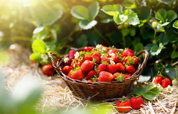 Picture nature, berries, garden, strawberry, basket