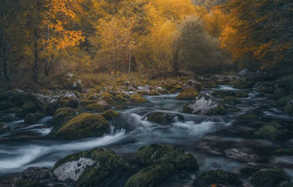 Picture autumn, forest, river, stones, Italy, Italy, Friuli, Friuli