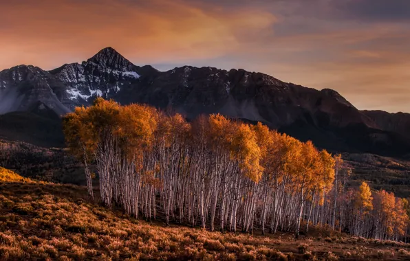 Picture autumn, mountains, birch