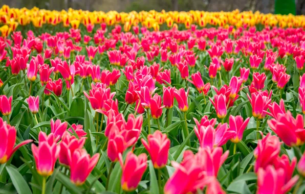 Picture field, flowers, spring, tulips, pink, a lot, plantation