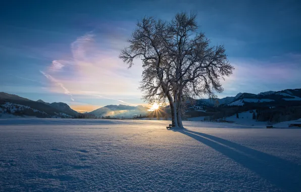 Picture winter, the sky, clouds, snow, landscape, sunset, mountains, lonely tree