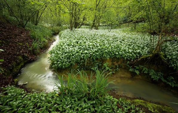 Picture forest, stream, ramsons