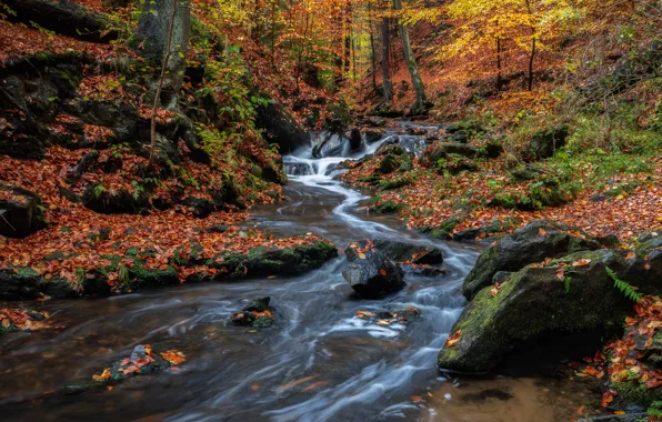 Picture autumn, forest, stream, stones, waterfall, Germany, river, cascade, Germany, fallen leaves, Saxony, Saxony