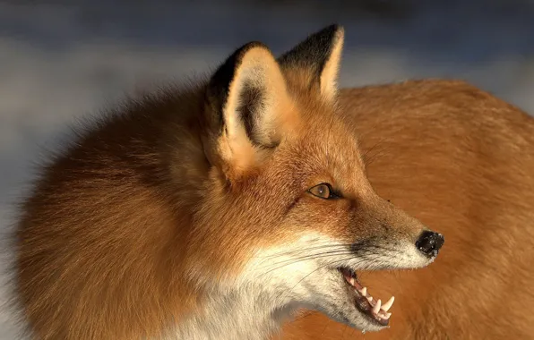 Picture face, Fox, red