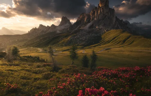 Picture flowers, mountains, Alps, The Dolomites