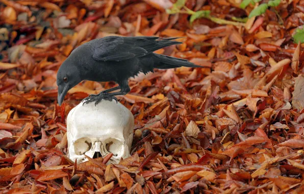 Picture autumn, skull, crow