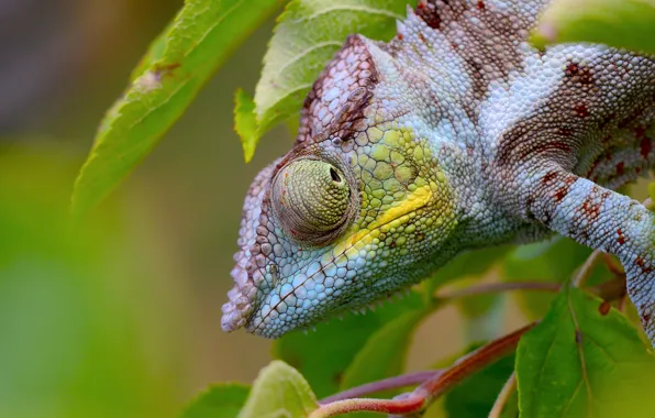 Picture look, leaves, chameleon, bokeh, reptile