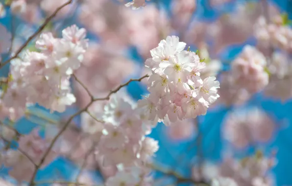 Picture tree, spring, garden, flowering