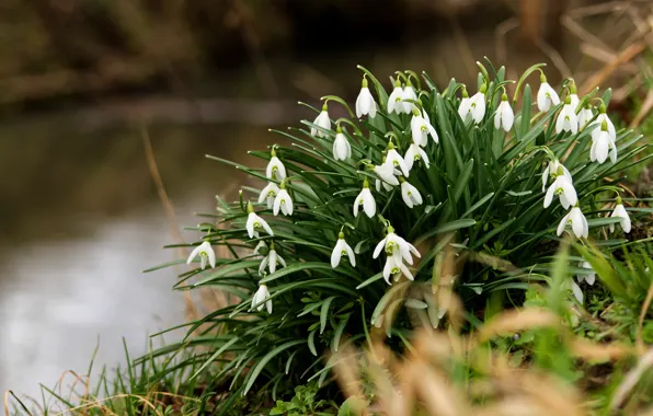 Picture flowers, shore, spring, snowdrops, white, pond