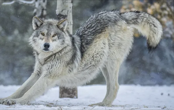 Picture wolf, look, pose