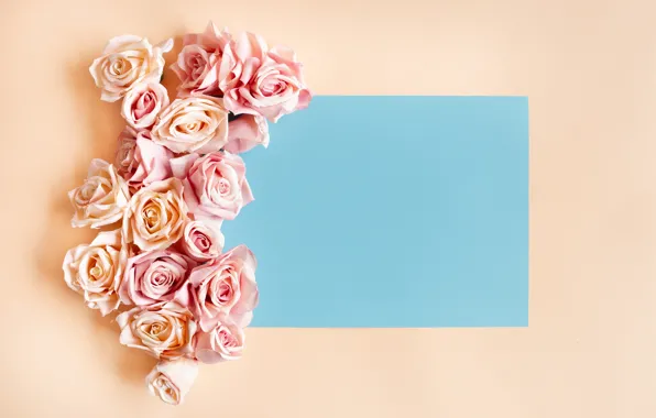Picture background, roses, pink, composition
