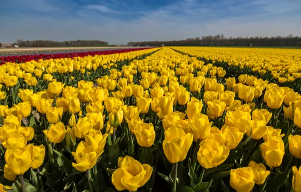 Picture the sky, flowers, strip, blue, bright, spring, yellow, horizon, tulips, buds, a lot, the ranks, …