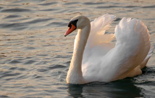 Picture white, bird, Swan, pond