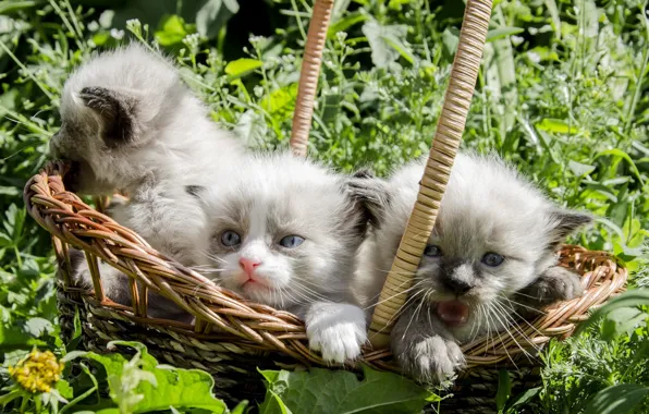 Picture grass, basket, kittens