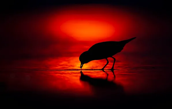 Picture background, bird, silhouette