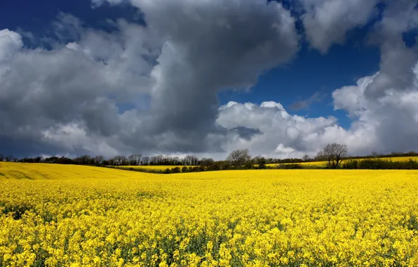 Picture the sky, clouds, rape, rapeseed field
