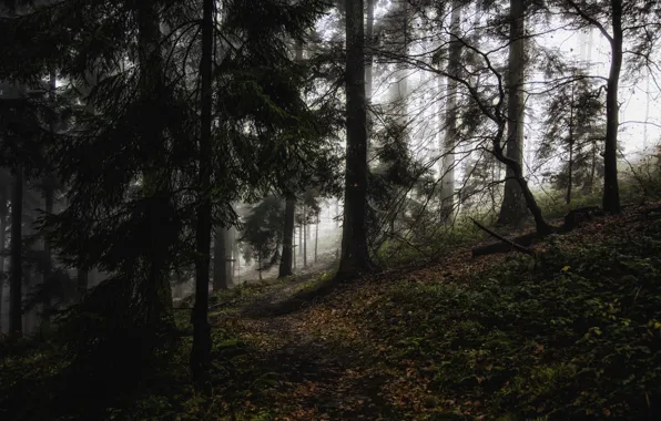 Picture forest, trees, nature, fog, Germany, path, Baden-Württemberg, Wilhelmsfeld