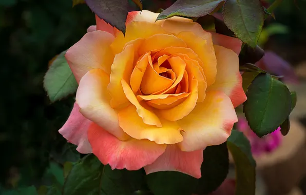 Picture flower, close-up, rose, Bush, orange