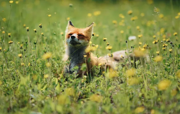Picture summer, grass, flowers, Fox, basking