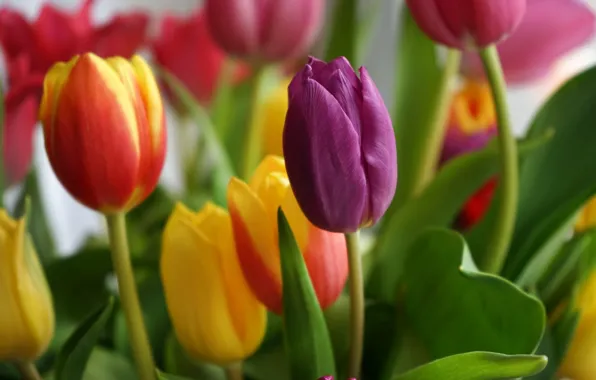Picture flowers, bouquet, spring, yellow, tulips, red, pink, buds, lilac, bokeh