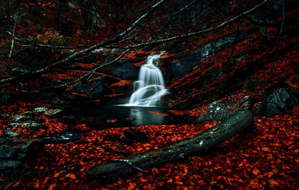 Picture autumn, forest, branches, stones, foliage, waterfall, log, falling leaves, the crimson