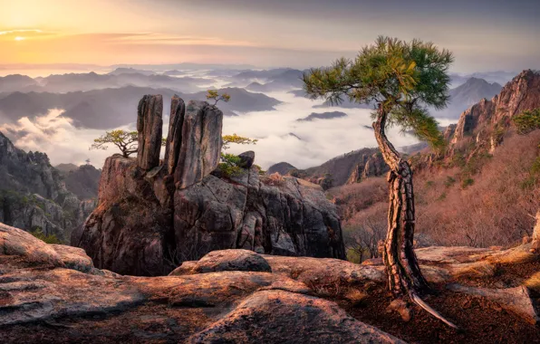 Picture the sky, mountains, fog, stones, tree, rocks, view, height, haze, pine, boulders, South Korea