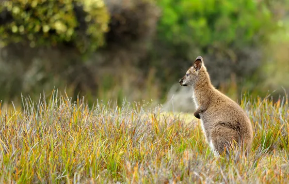 Picture marsupials, Tasmania, Wallaby, National Park mount William
