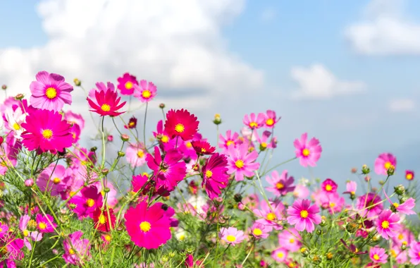 Picture field, summer, flowers, colorful, meadow, summer, field, pink, flowers, cosmos, meadow