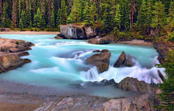 Picture forest, river, Canada, Canada, British Columbia, British Columbia, Kicking Horse River, Yoho National Park, Yoho …