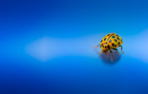 Picture macro, beetle, insect, Ladybug, blue background
