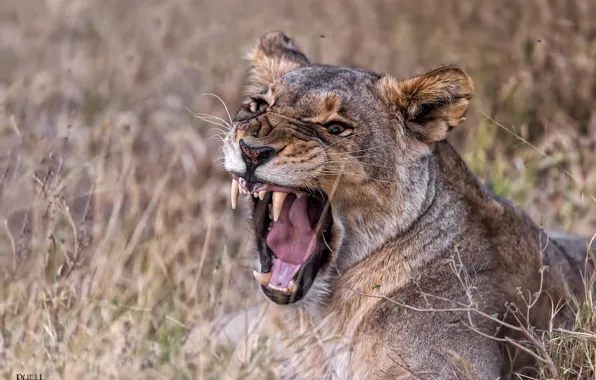Picture grass, face, nature, predator, mouth, fangs, grin, lioness, bokeh