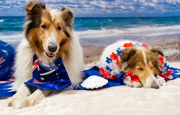 Picture sea, dogs, look, face, pose, stay, dog, pair, photoshoot, collie, model, accessories