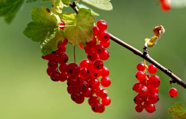 Picture macro, berries, background, branch, red currant, гроздбя