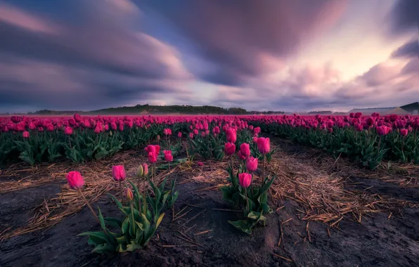Picture field, the sky, clouds, flowers, spring, dal, tulips, straw, pink, plantation, Tulip field