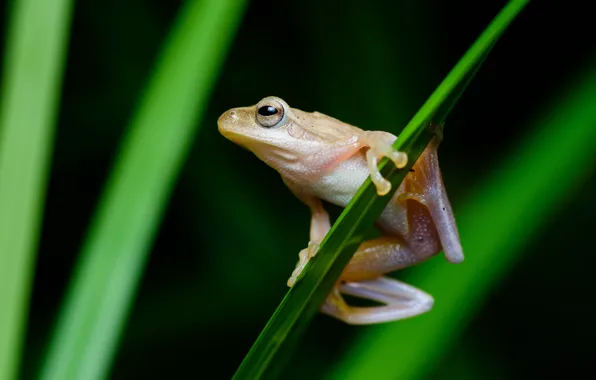 Picture grass, look, leaves, macro, pose, frog, black background, pale