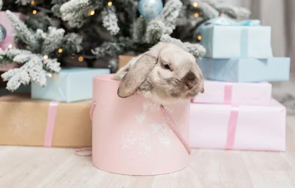 Picture look, balls, branches, grey, room, box, pink, rabbit, fold, Christmas, gifts, New year, face, needles, …