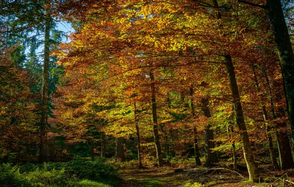 Picture autumn, forest, foliage, the colors of autumn