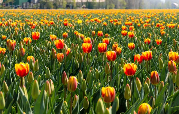 Picture field, flowers, spring, tulips, orange, buds, a lot, plantation