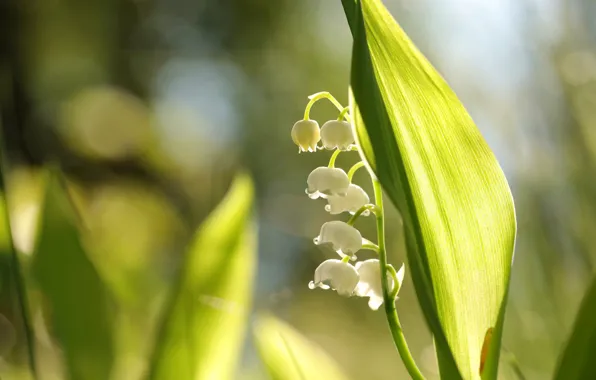 Picture leaves, light, flowers, nature, spring, garden, white, lilies of the valley, bokeh