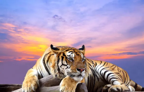 Picture the sky, face, sunset, tiger, background, predator, paws, lies, bokeh
