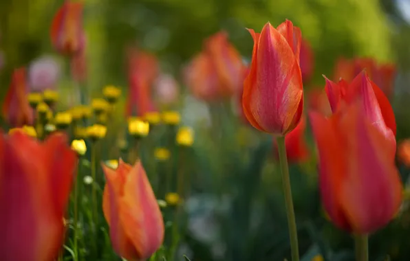 Picture flowers, tulips, red, buds, bokeh