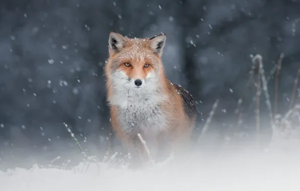 Picture winter, look, face, snow, branches, nature, portrait, Fox, red, sitting, snowfall