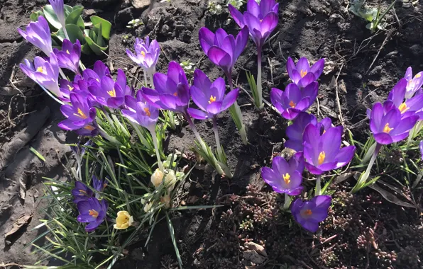 Picture Flowers, Nature, Spring, Purple, Crocuses