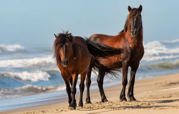 Picture sand, sea, wave, beach, light, nature, shore, horses, horse, pair, surf, two, bangs, blue sky, …