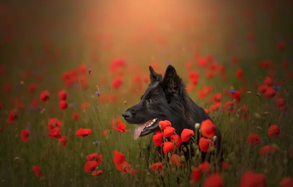 Picture language, face, flowers, Maki, meadow, bokeh, German shepherd. dog
