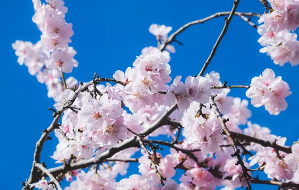 Picture spring, Sakura, flowering