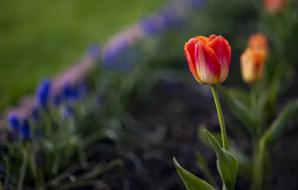 Picture flower, red, Tulip, spring, flowerbed, bokeh, blurred background